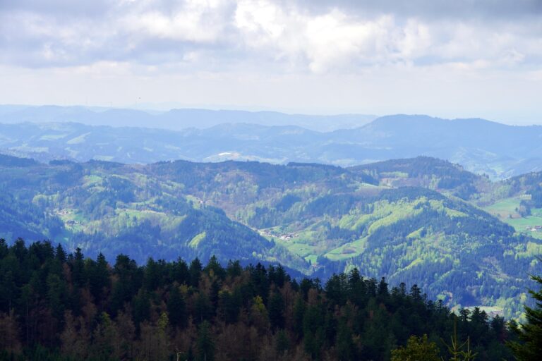 8-1-schwarzwald
